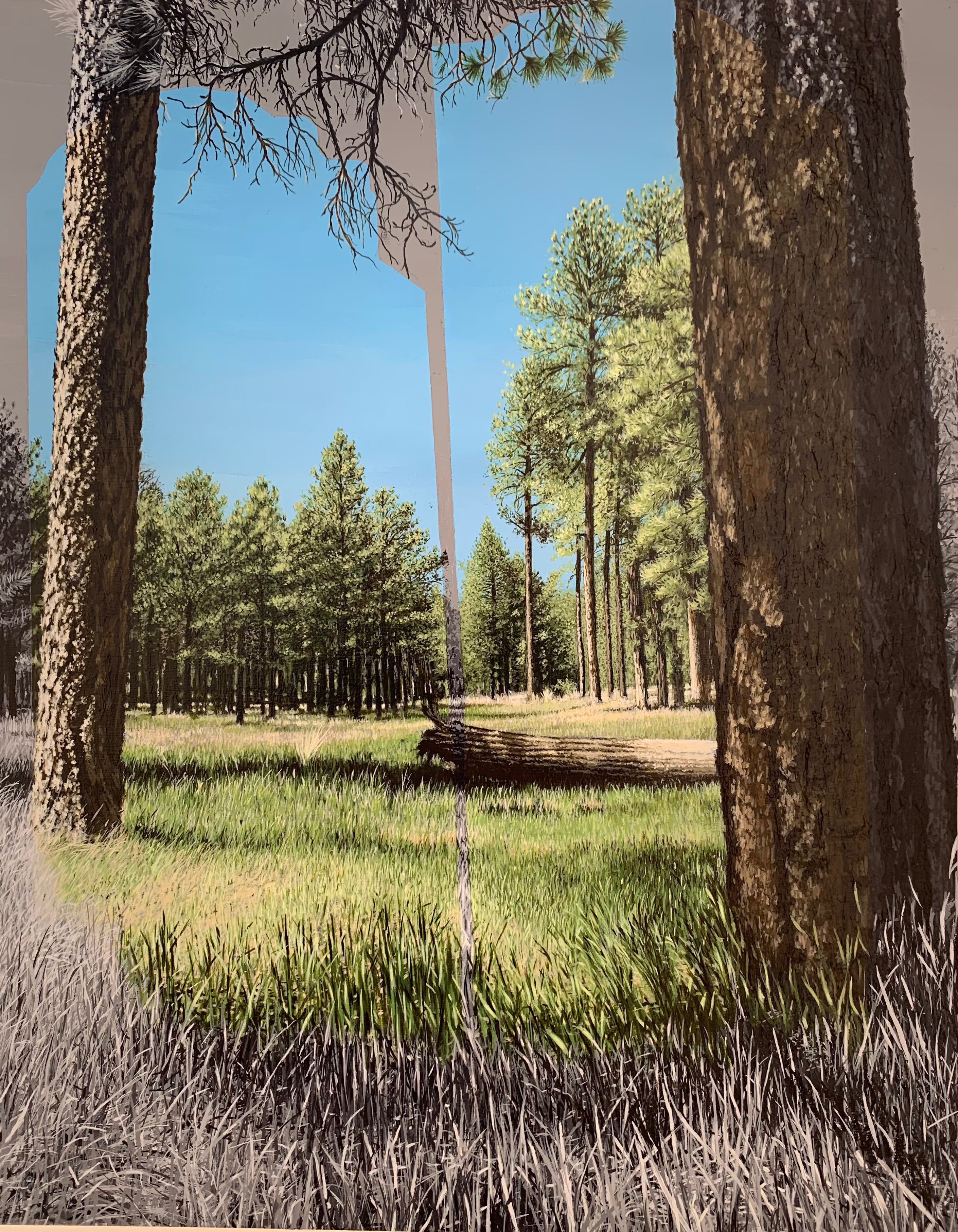 Nexus - Coconino, Arizona